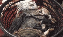 鱿鱼最新爆料图片,神秘图片揭示惊人内幕